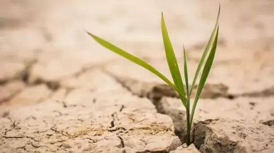 Az egyre súlyosabb aszályok még a legszárazságtűrőbb fűfajainkkal is végezni fognak  