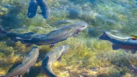 Új támogatások segítik a hazai halgazdálkodás és akvakultúra fejlesztését