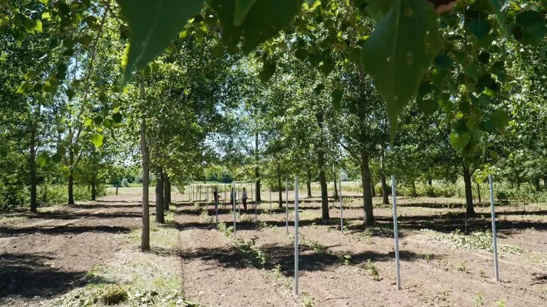 Érik a málna a fák alatt – agrárerdészeti innováció a Soproni Egyetem és a MATE együttműködésben