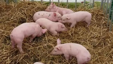 Probiotikumok és antibiotikum-rezisztencia a nemzetközi tudományos fókuszban
