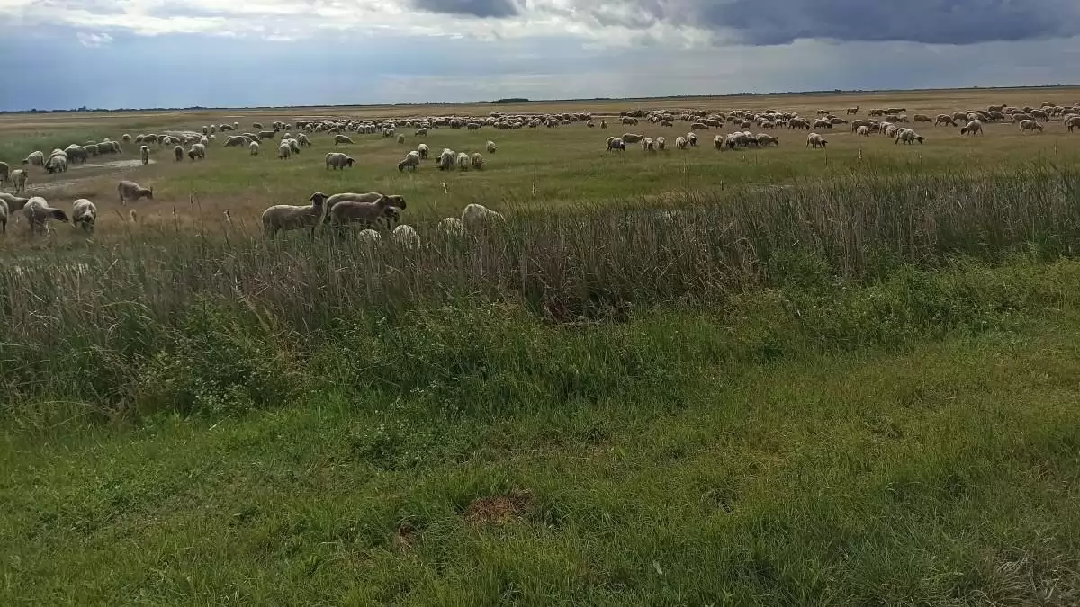 Több mint ezer őshonos juhot legeltetnek Kardoskúton