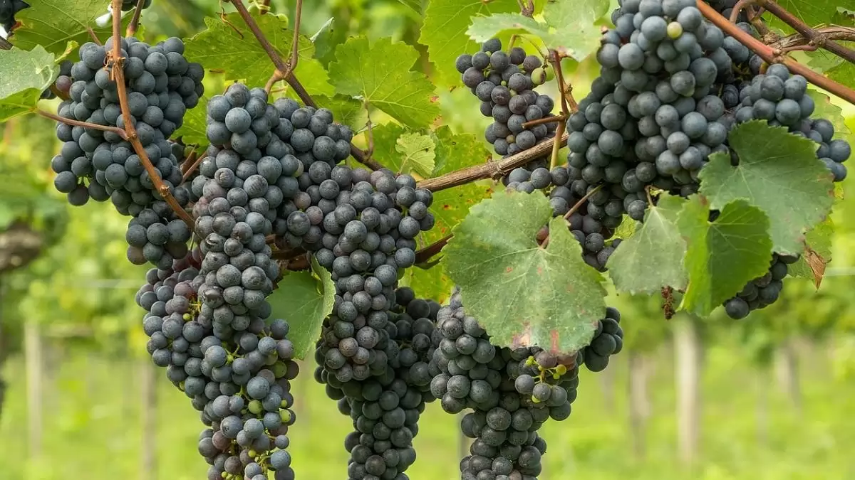 Villány térségében is megjelent a szőlő aranyszínű sárgaság betegsége – fokozott védekezésre hívja fel a figyelmet a Nébih