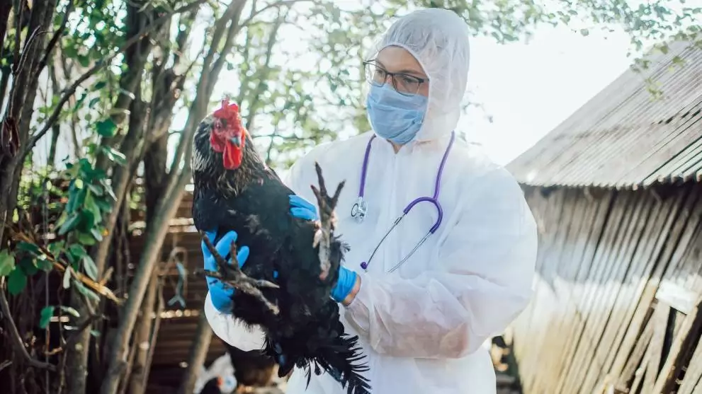 A madárinfluenza terjedésének megállítása: új eszközök a gyorsabb felismeréshez