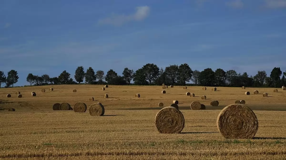 A következő uniós költségvetési tervezet jelentősen veszélyeztetheti a magyar agrárium szereplőinek likviditását