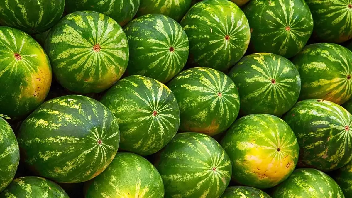 Élénkült a görögdinnye külkereskedelme