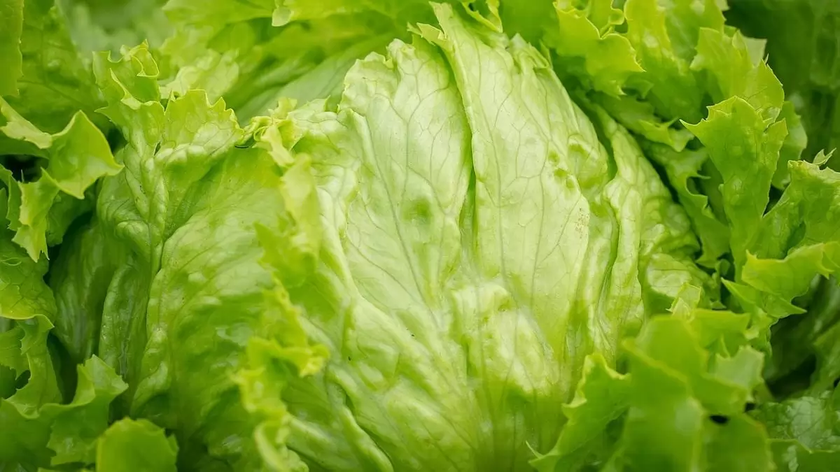 Súlyos levéltetű-fertőzés jégsaláta-állományokban 