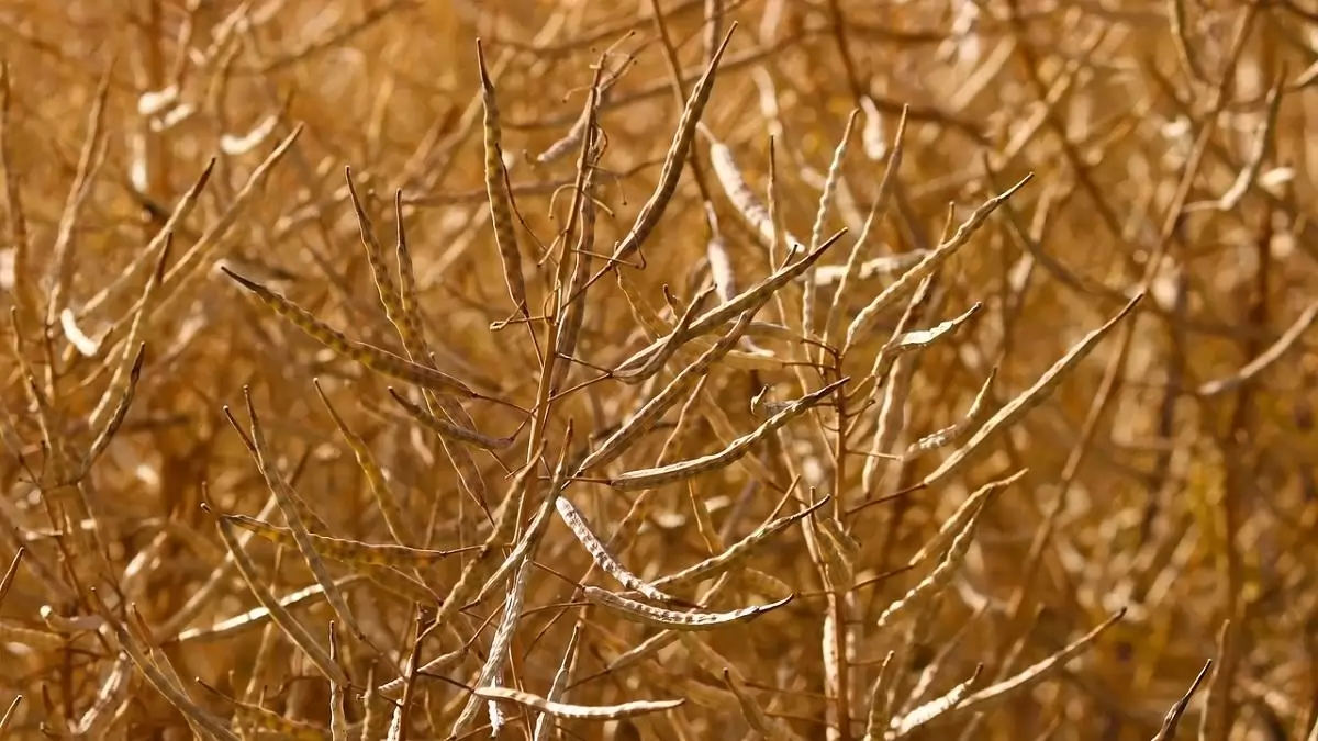 16 repcehibridet vizsgáltak a GOSZ-VSZT-NAK kísérletében