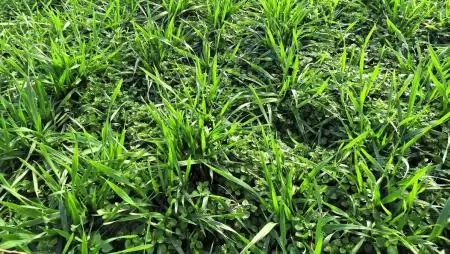 Kalászosok őszi gyomosodása, gyomirtása – Mit előzhetünk meg vele, mikor, hogyan alkalmazzuk?