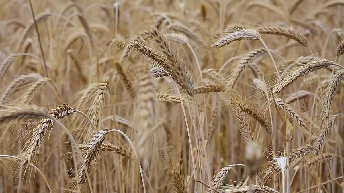  AGROHUNGÁRIA KFT. által forgalmazott vetőmagvak rövid ismertetése