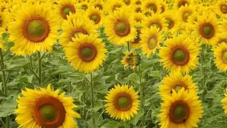 Javult tavaly az agrár-külkereskedelem egyenlege – Az export- és az importstratégia szerepe a jövőtervezésben 