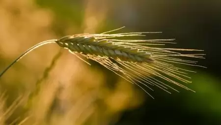 Systiva® technológia – Kisebb kockázat, nyugodtabb élet a vetéstől a zászlóslevélig 
