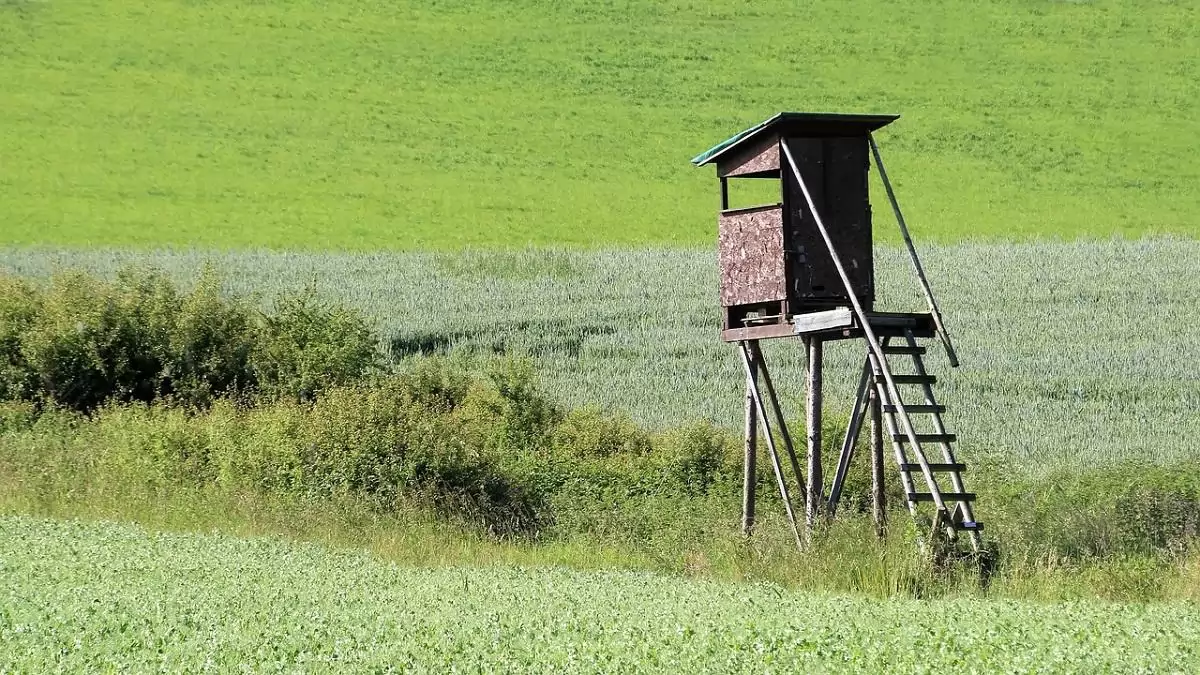 Vadászati károk – Alapfogalmak, kárleírások