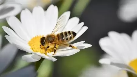 Magyar kutatók elsőként készítettek európai szintű összegzést a városi beporzókat segítő beavatkozások hatásáról