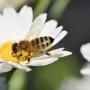 Magyar kutatók elsőként készítettek európai szintű összegzést a városi beporzókat segítő beavatkozások hatásáról