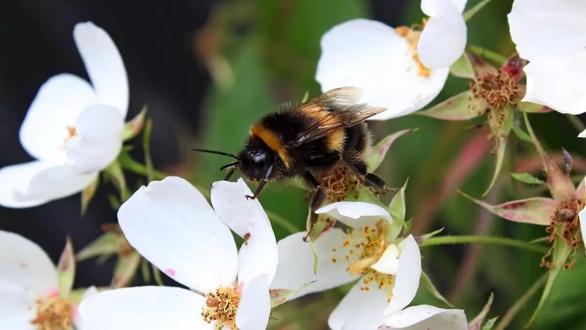 A kis parcellák előnyösek a beporzók számára – de csak akkor, ha a közelben féltermészetes élőhelyek találhatók 