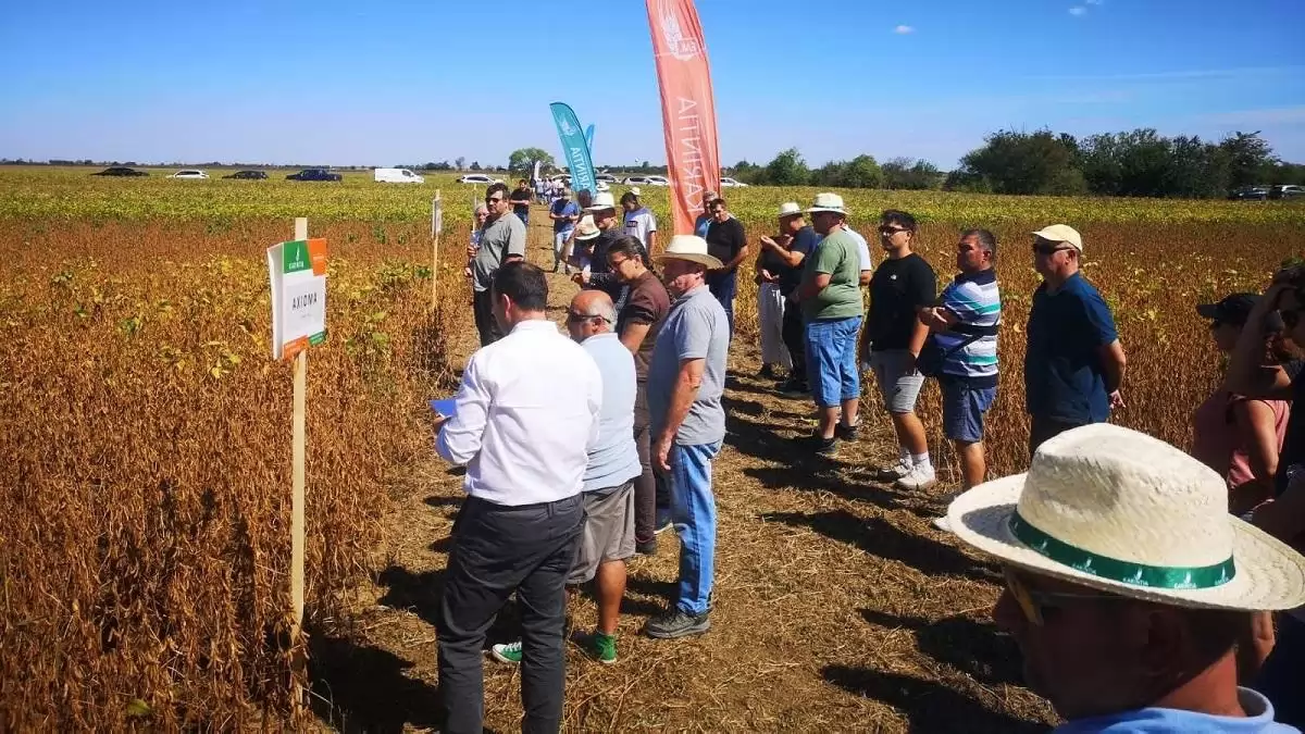 „Stratégiai növényként kell tekintenünk a szójára” – Nyomós érvek a szója termesztése mellett
