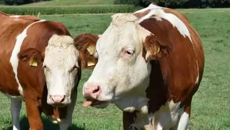 Kéknyelv-betegséget erősített meg a Nébih Somogy vármegyében
