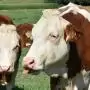 Kéknyelv-betegséget erősített meg a Nébih Somogy vármegyében
