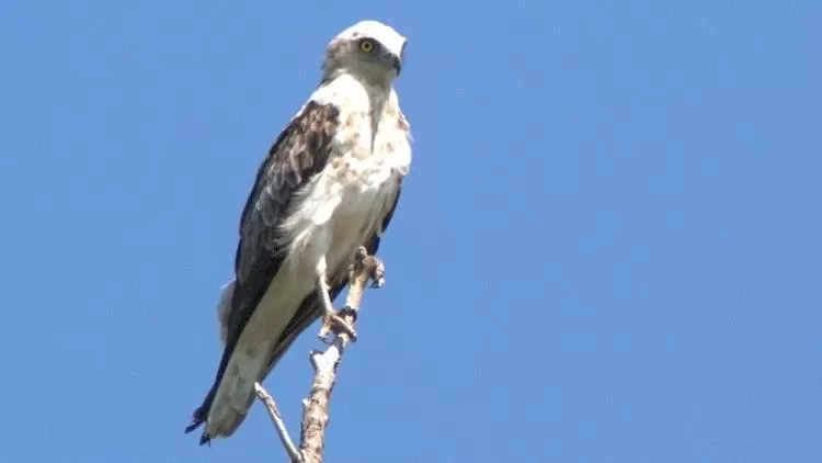 Méretes kígyászölyvek időznek a dél-alföldi pusztákon