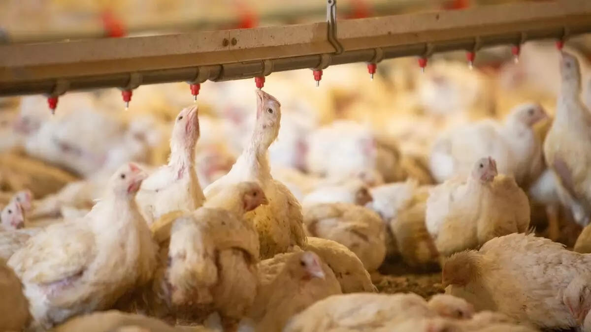 Madárinfluenza: Az első globális párbeszéd a növekvő világjárványveszélyre összpontosít