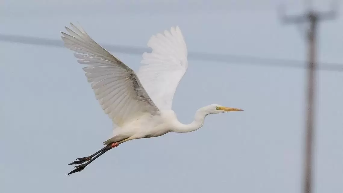 Magyar gyűrűs nagy kócsag Nagy-Britanniában