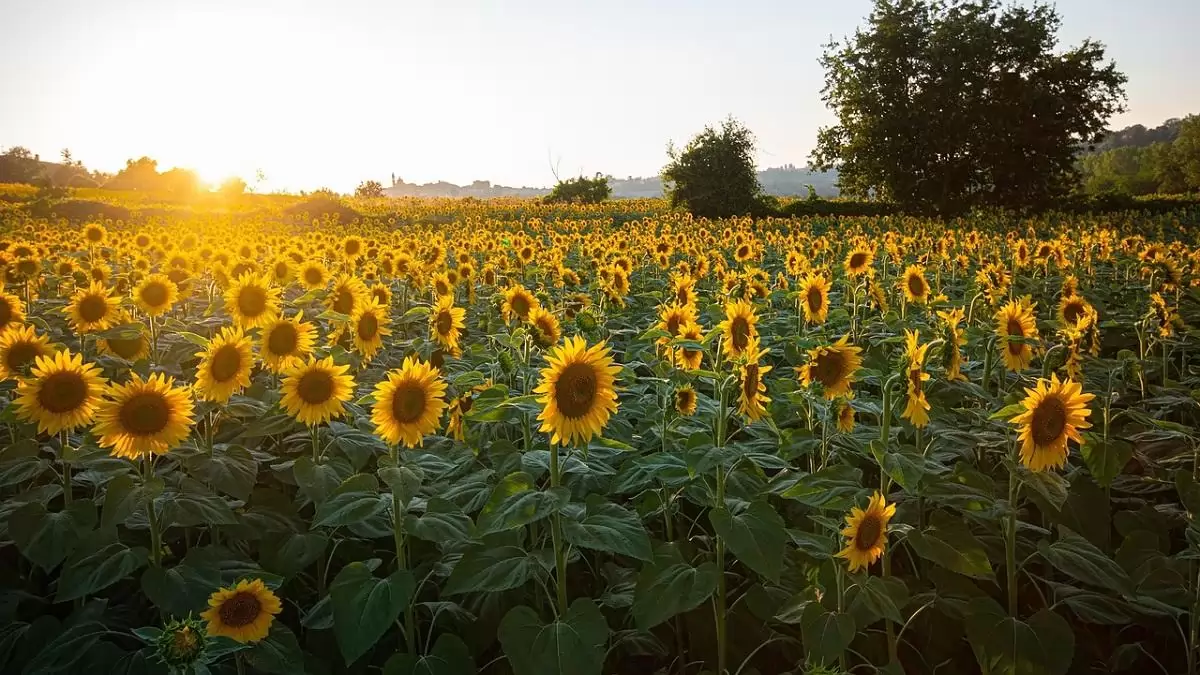  Újabb könnyítéssel segíti a fenntartható gazdálkodást az Agrárminisztérium