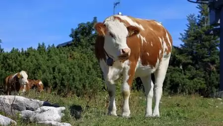 Magyarország visszanyerte a ragadós száj- és körömfájás betegségtől való mentességét