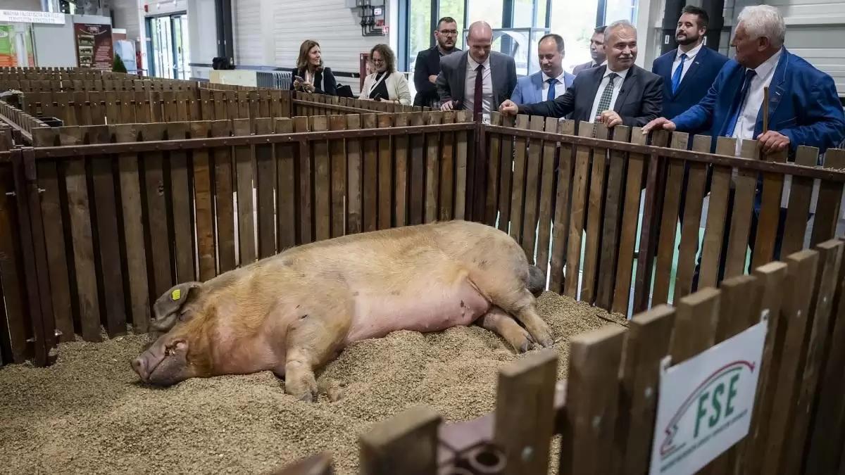 Biztos lábakon áll a hazai sertéságazat