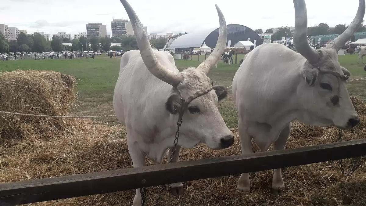 Az agrártárca támogatja az őshonos állatok megőrzését