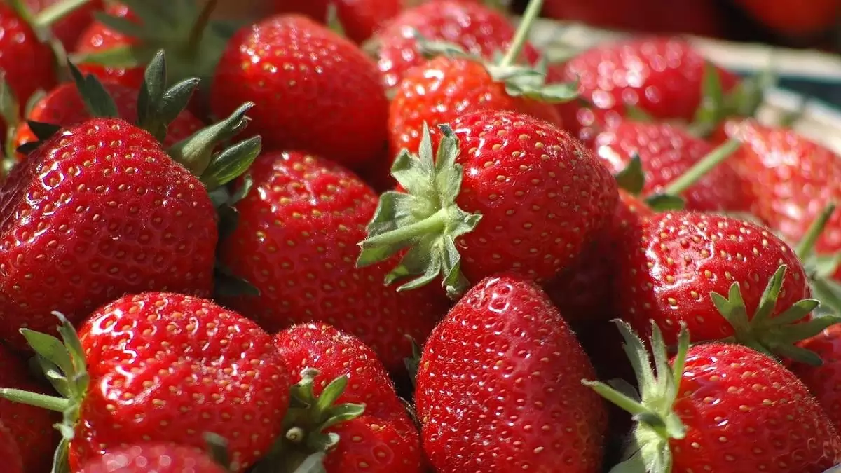 Az utóbbi évtizedben 13%-kal csökkent a szamóca uniós piaca 