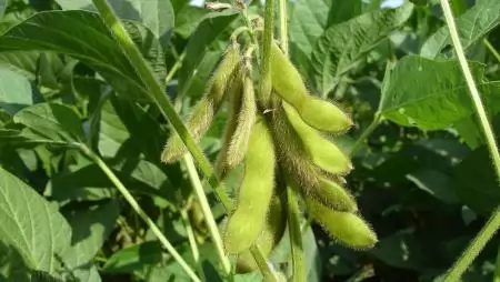 Újabb halasztás az EUDR alkalmazásában