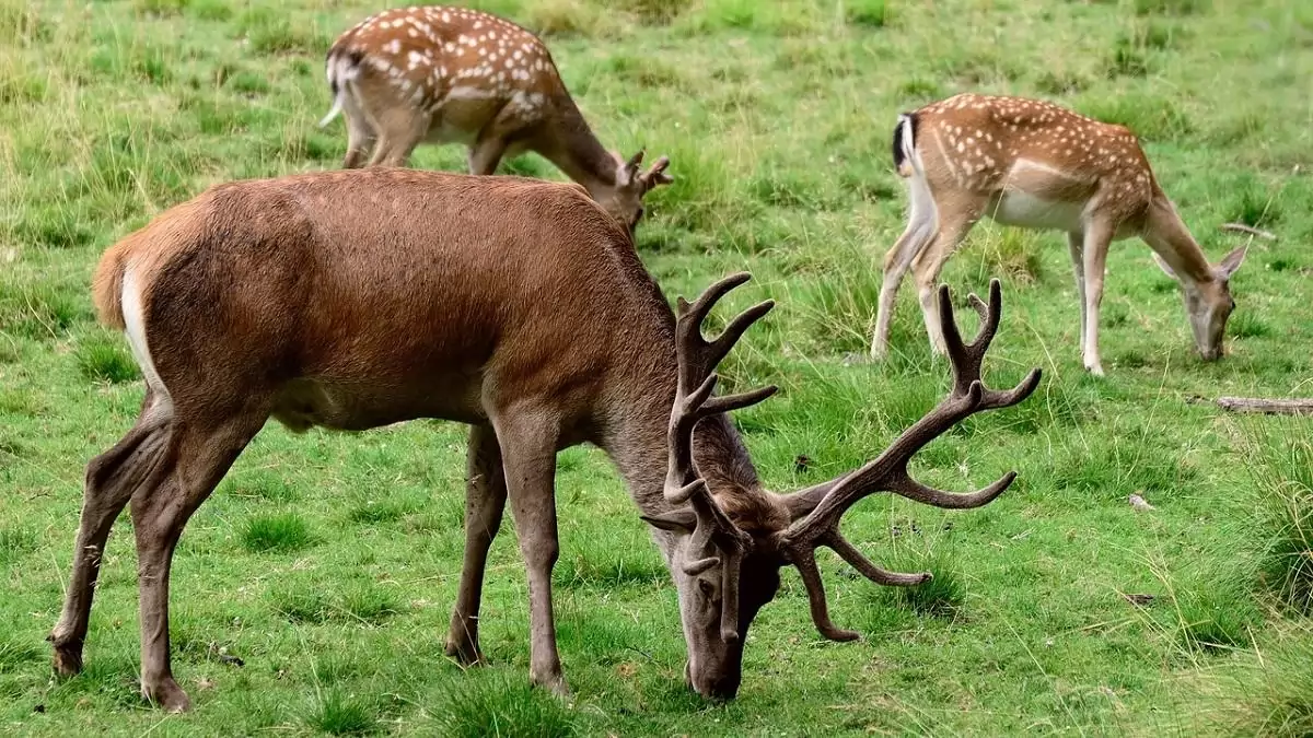 Évente több mint 7 ezer nagyvadat ütnek el Magyarországon Az ősz eleji párzási időszakban a legnagyobb a vadakkal ütközés veszélye