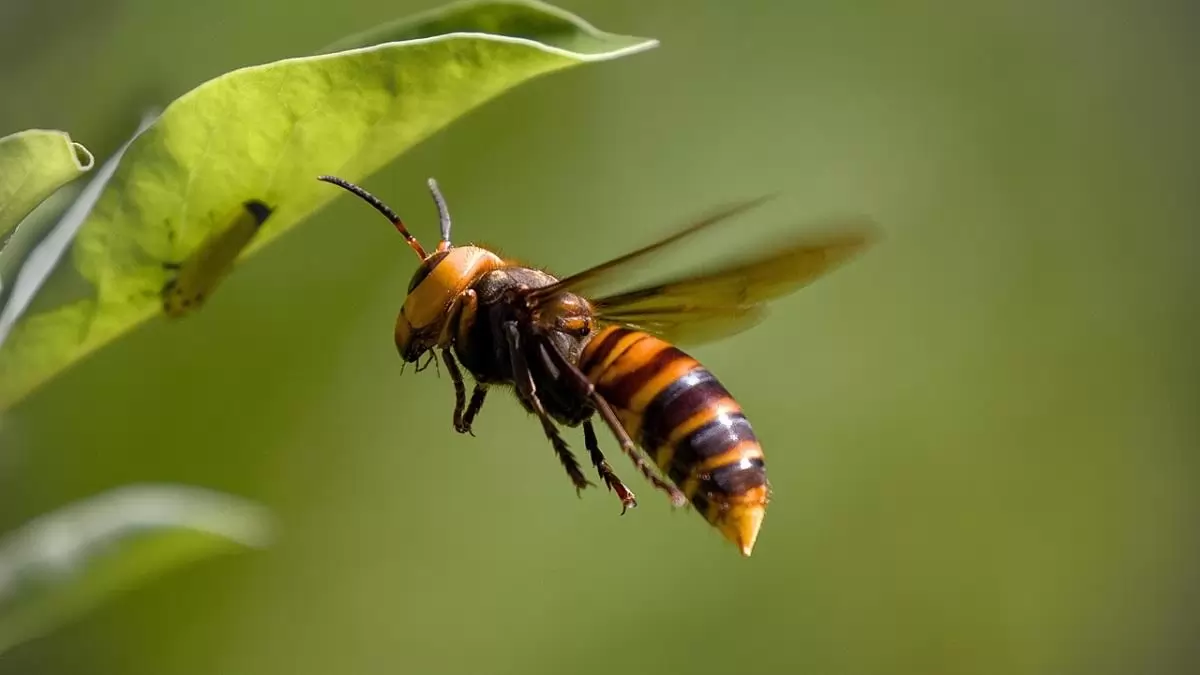 Kiemelkedő nemzetközi siker az inváziós ázsiai lódarázs kutatásában a MATE-n 