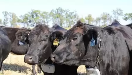 Virtuális kerítés segíthet pénzt és időt spórolni a szarvasmarhatartóknak