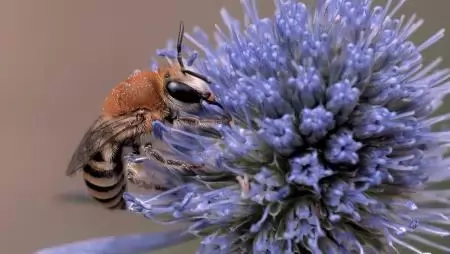 Egyre növekvő kockázatok veszélyeztetik a vadon élő európai beporzók túlélését – IUCN Vörös Listája