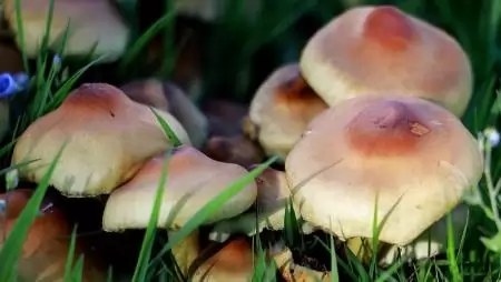 Fosszíliák és a horizontális génátvitel vizsgálatával kalibrálták újra a gombák törzsfáját a HUN-REN kutatói