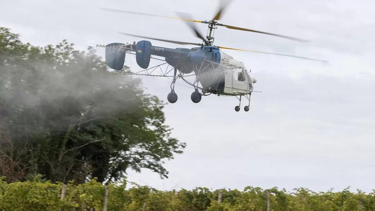 Befejeződött az őszi légi permetezés a szőlő aranyszínű sárgaság megfékezéséért