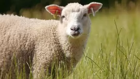 Visszanyerte hazánk a kiskérődzők pestisétől mentes hivatalos státusát