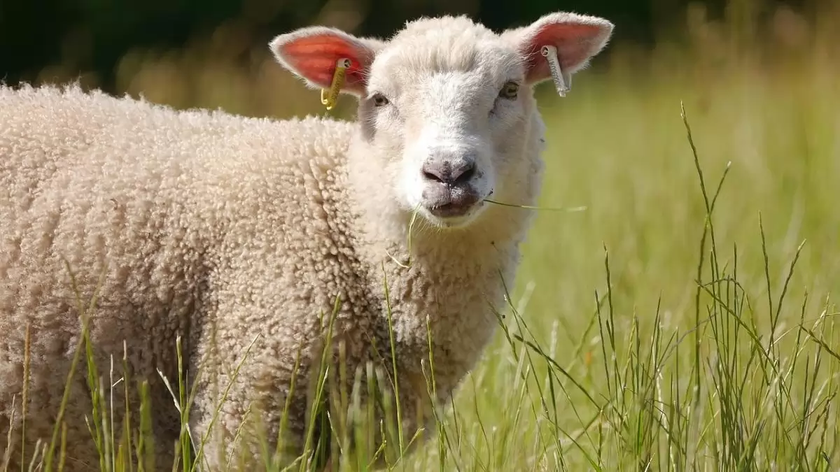 Visszanyerte hazánk a kiskérődzők pestisétől mentes hivatalos státusát
