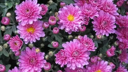 Van elegendő a hazai krizantémból