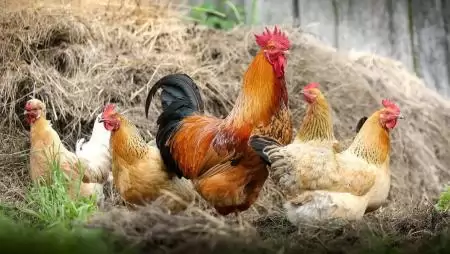 A magas kockázatú vármegyékben a madárinfluenza elleni kötelező intézkedések léptek életbe