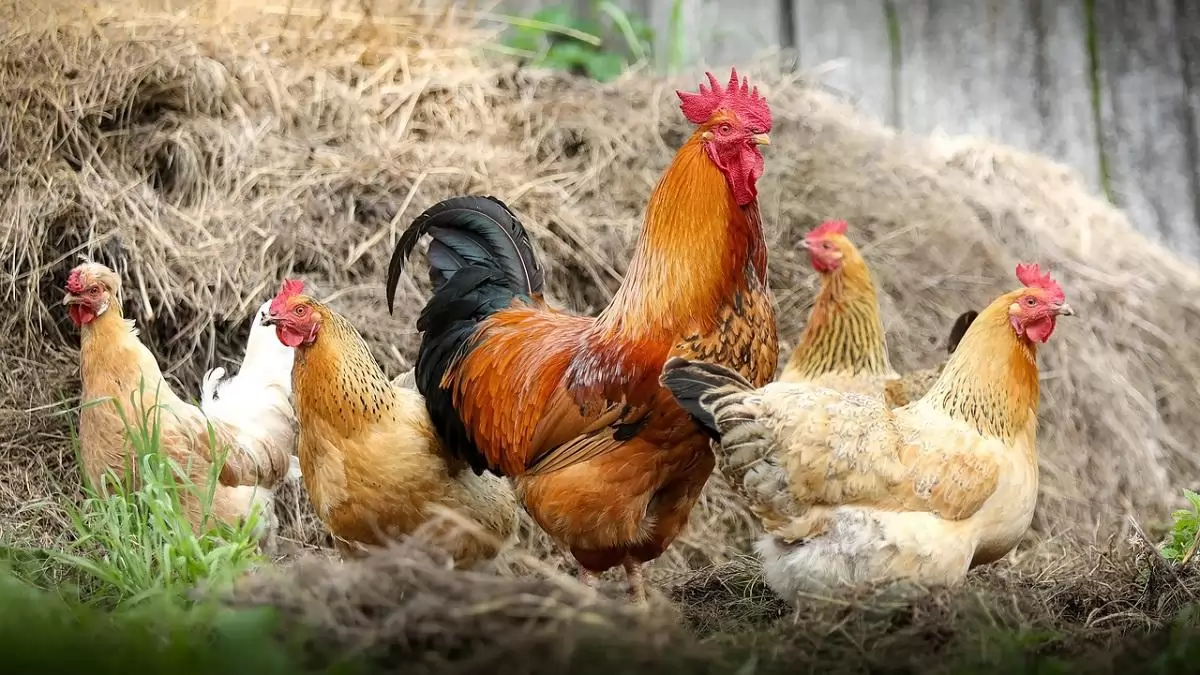 A magas kockázatú vármegyékben a madárinfluenza elleni kötelező intézkedések léptek életbe