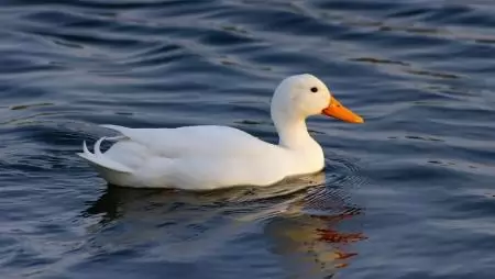 Újra megjelent hazánkban a madárinfluenza