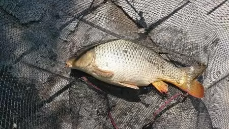 Orvhalászat miatt történt feljelentés a Sugovicánál