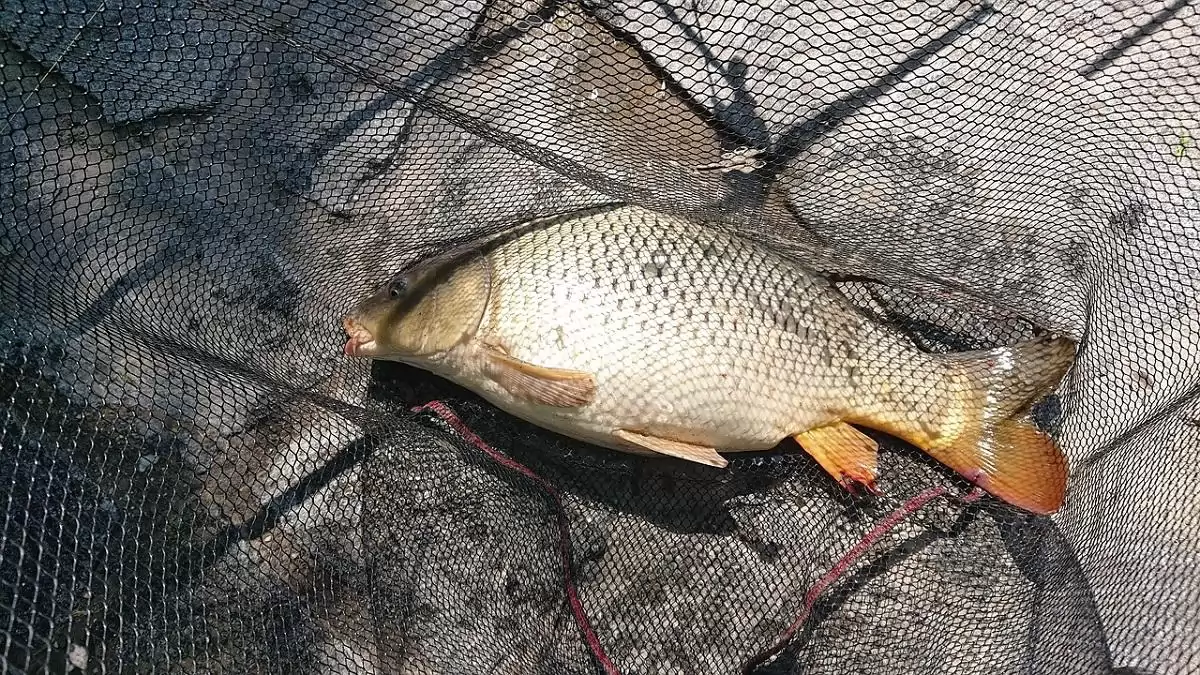 Orvhalászat miatt történt feljelentés a Sugovicánál