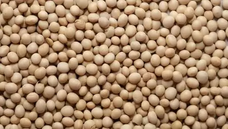 13 százalékkal csökkent a szójabab ára