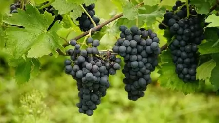  Újabb két borvidéken igazolták a szőlő aranyszínű sárgaság betegséget