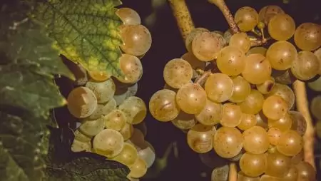 Nem áll meg a szőlő aranyszínű sárgaság elleni védekezés