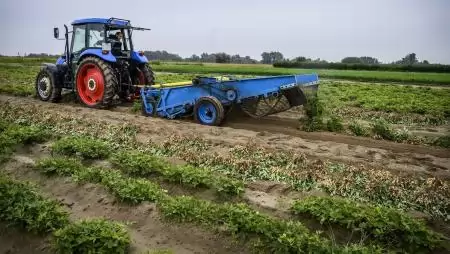 Földimogyoró –  A jövő szárazságtűrő növénye