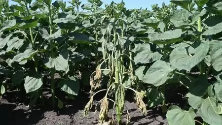 A szűkülő vetésforgó veszélyei – Óvatosság, gondosság az éghajlatváltozás következtében 